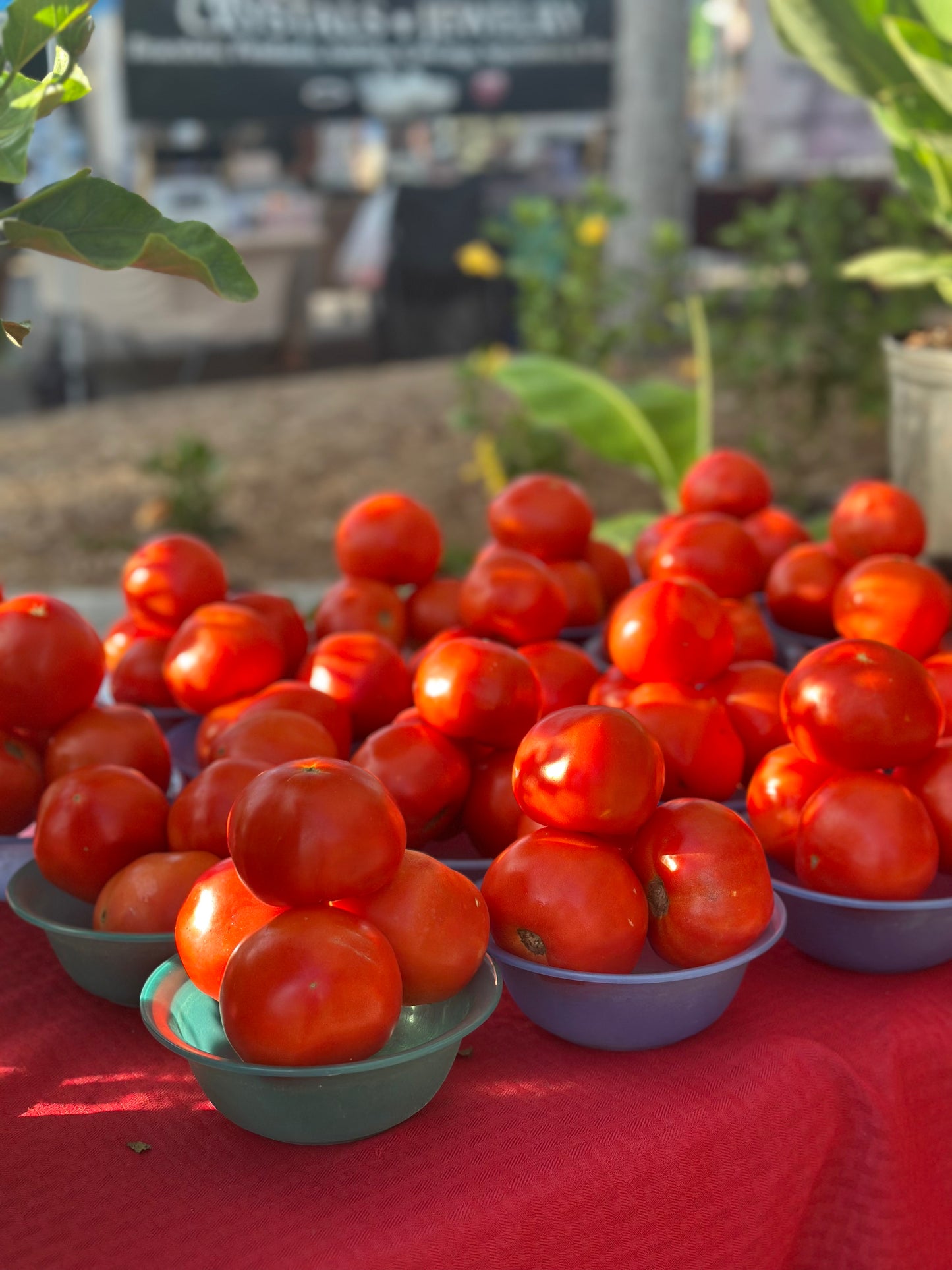 Beefsteak Tomato Bowl