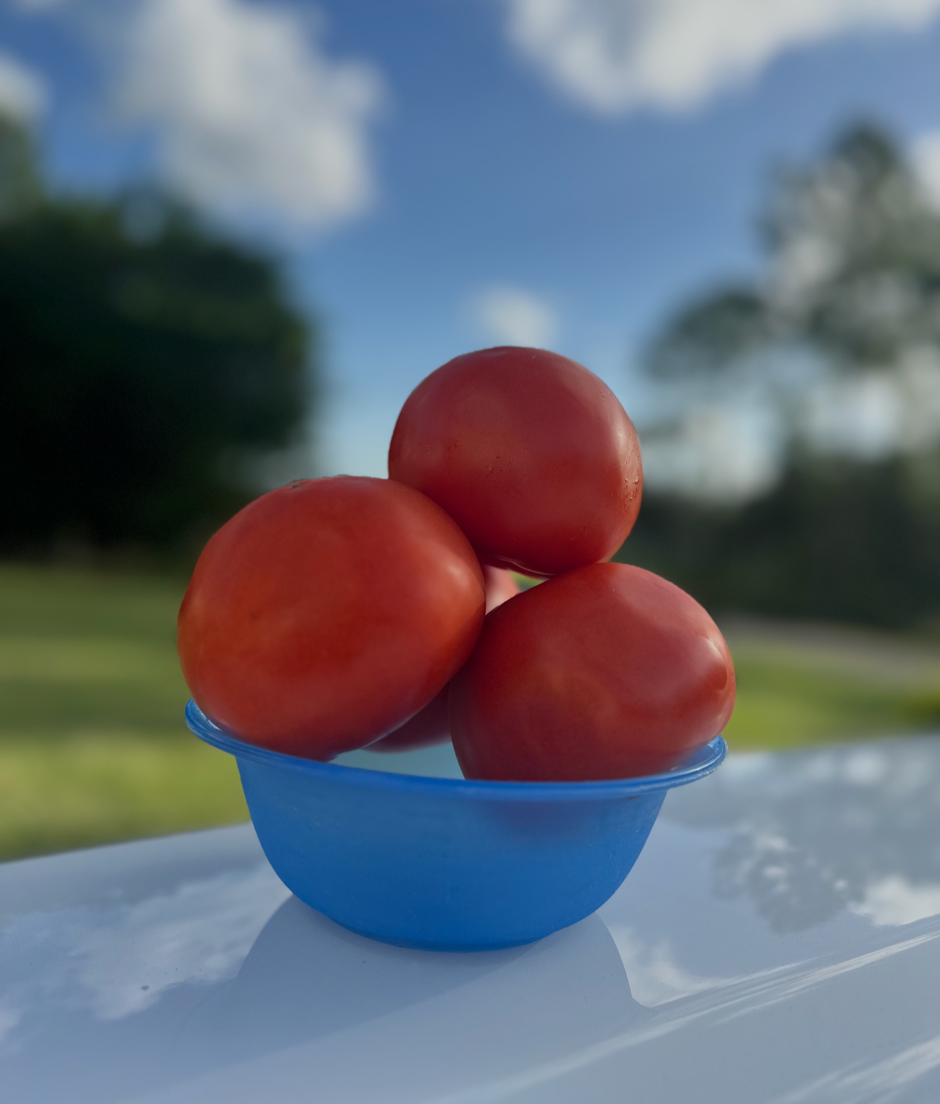 Beefsteak Tomato Bowl