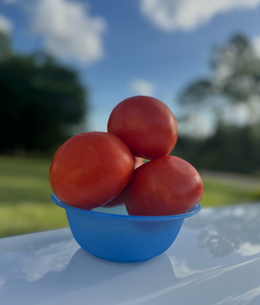 Beefsteak Tomato Bowl