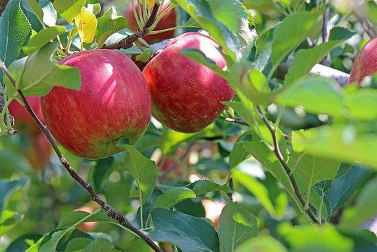 Apples (Malus Domestica)