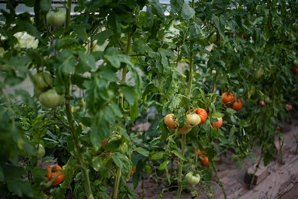 Beefsteak Tomato Single